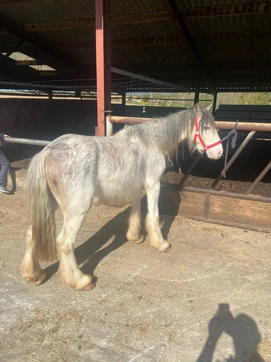 STRAWBERRY ROAN  €950 087 3278876 - Image 3