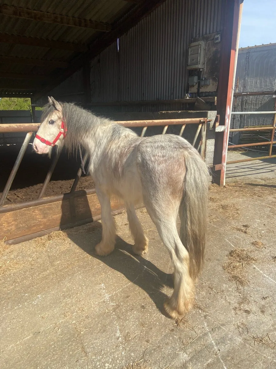 STRAWBERRY ROAN  €950 087 3278876 - Image 4