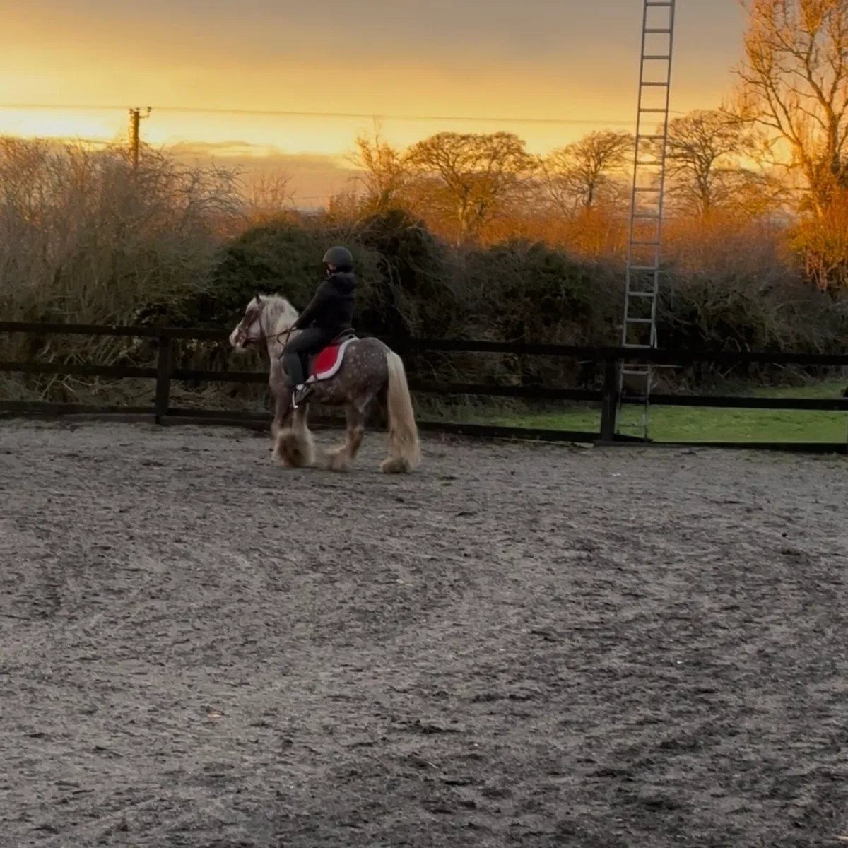 Silver Dapple Mini Cob - Image 3