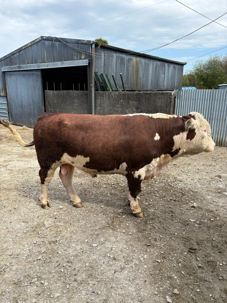PBR Hereford Bull - Image 4