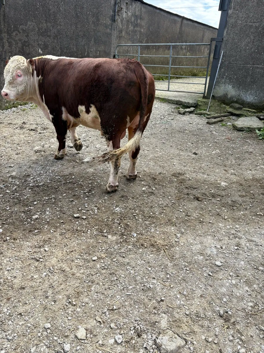 PBR Hereford Bull - Image 3