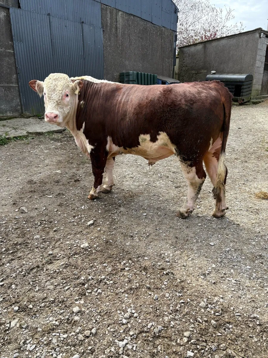 PBR Hereford Bull - Image 1