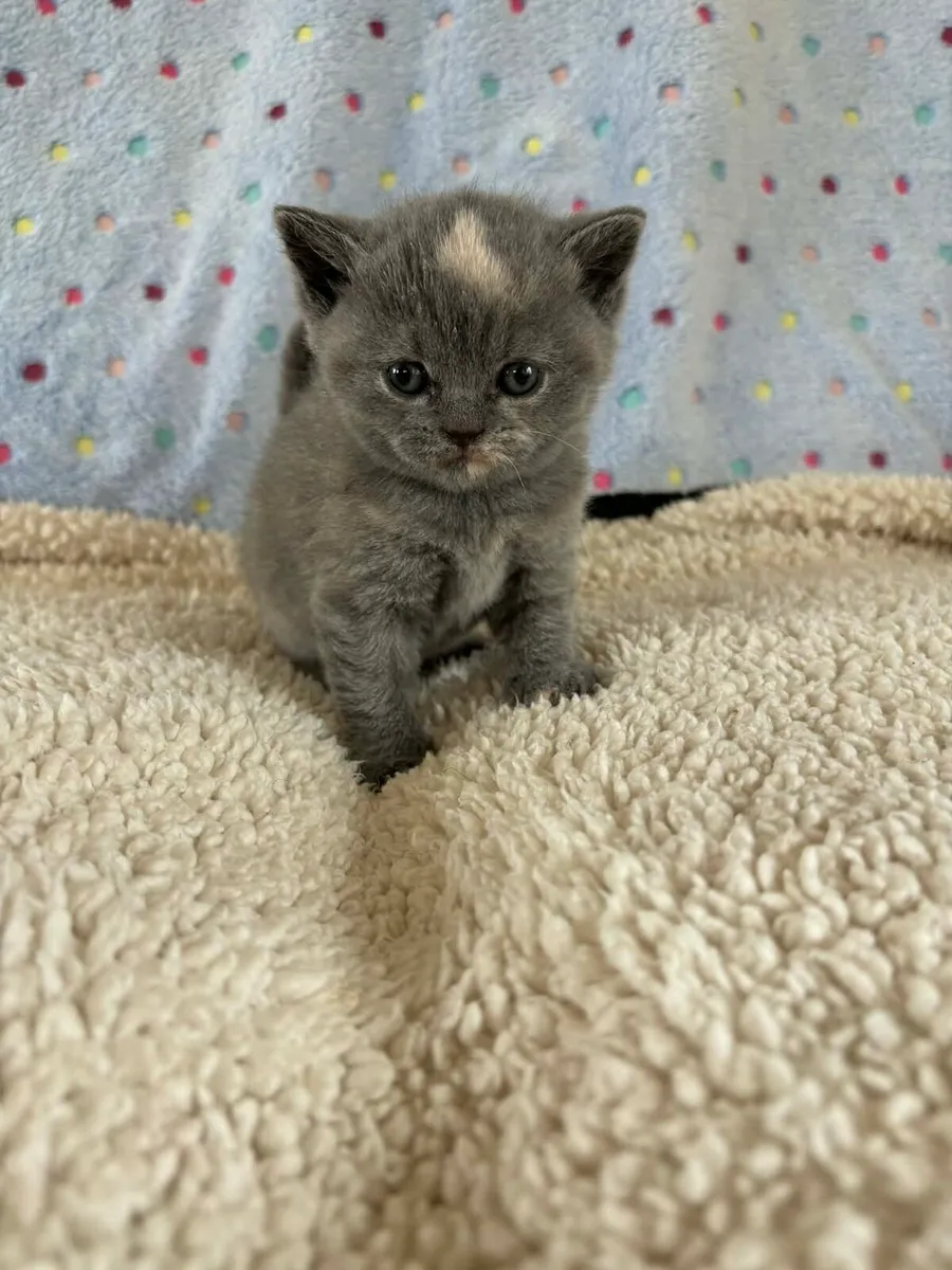 Pedigree British Shorthair - Image 1
