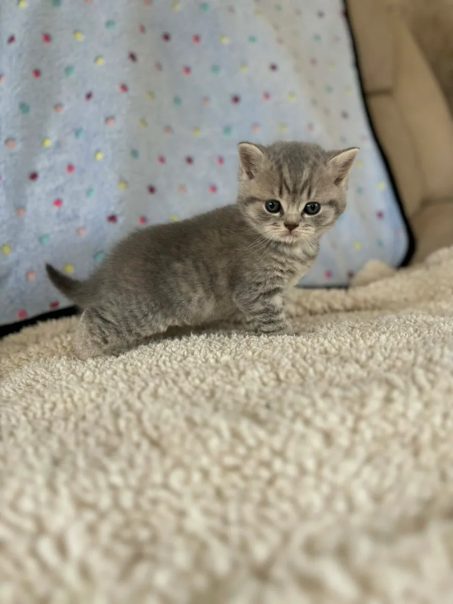 Pedigree British Shorthair - Image 2