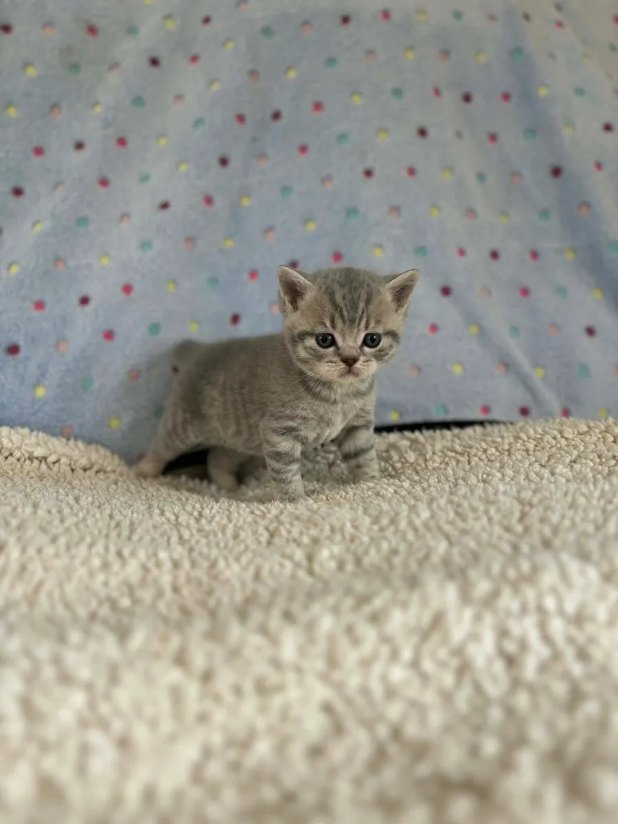 Pedigree British Shorthair - Image 3