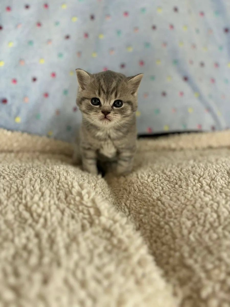 Pedigree British Shorthair - Image 4