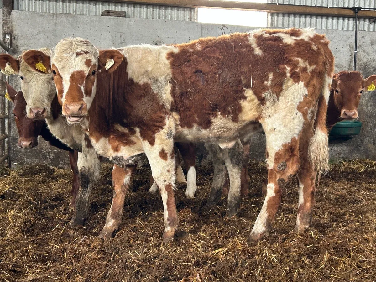 3 smashing breeding heifers - Image 1