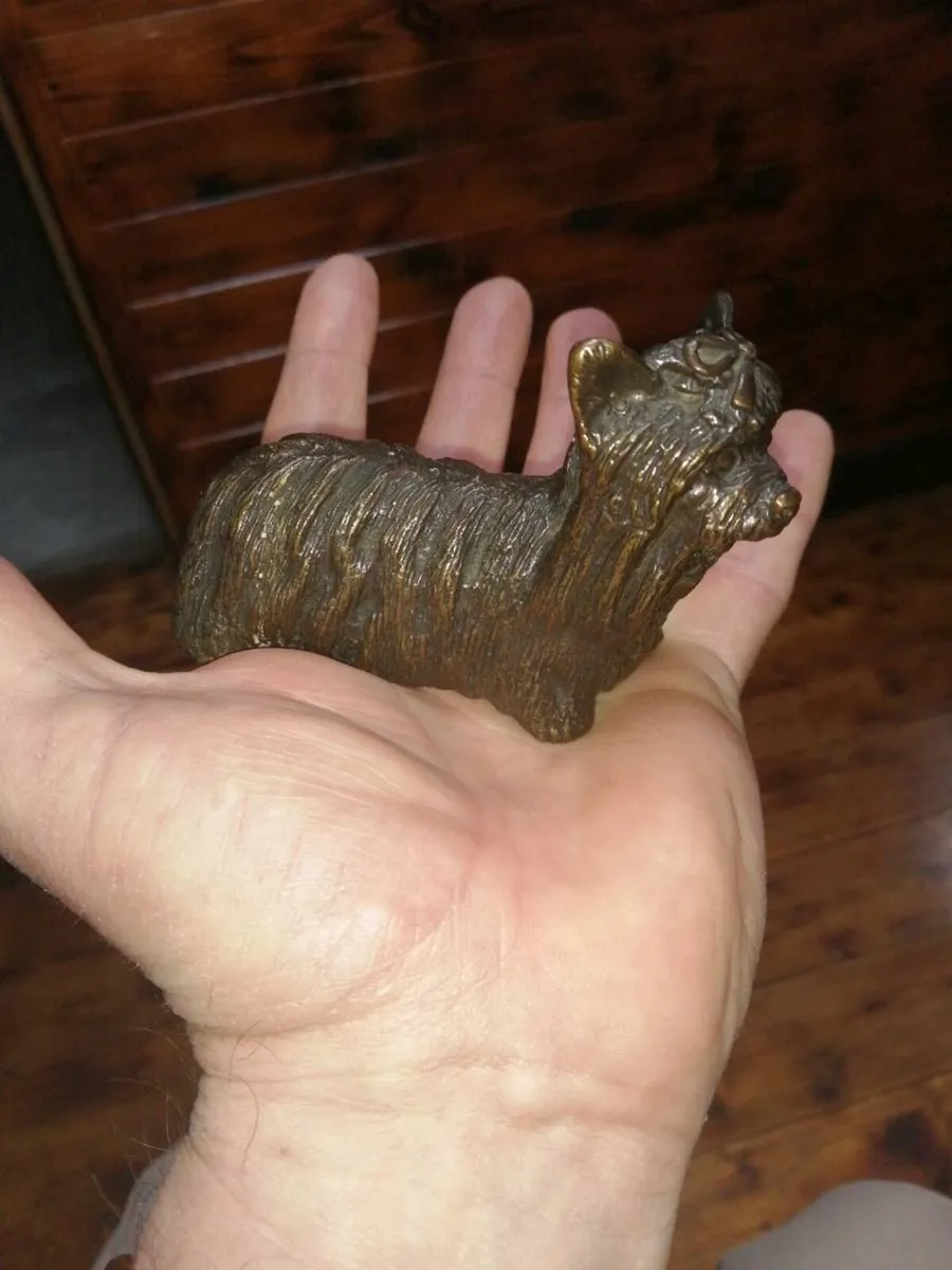 Bronze  dog yorkie - Image 1