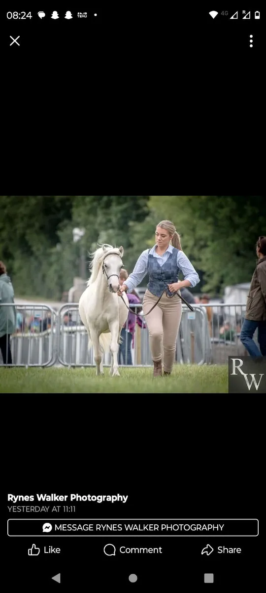 Welsh section A palomino pony - Image 2