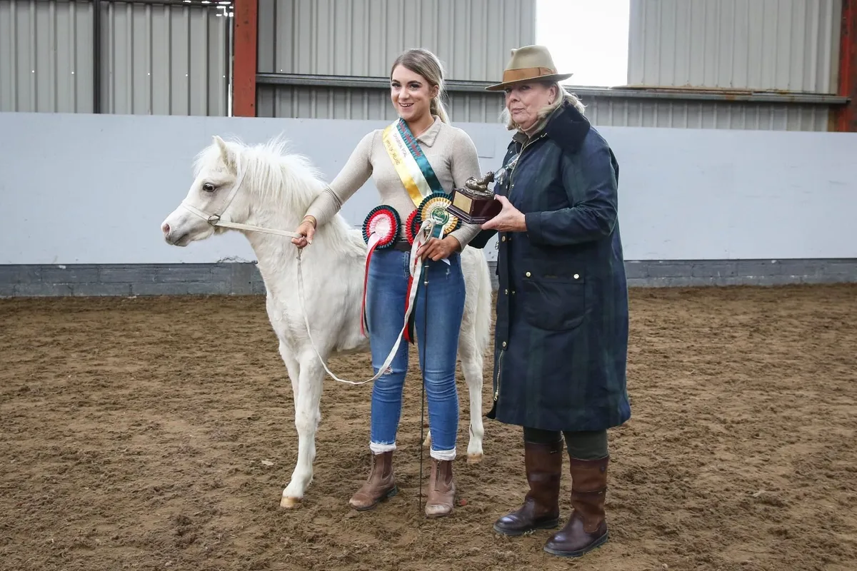 Welsh section A palomino pony - Image 1