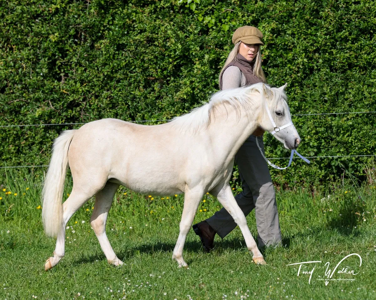Welsh section A palomino pony - Image 3