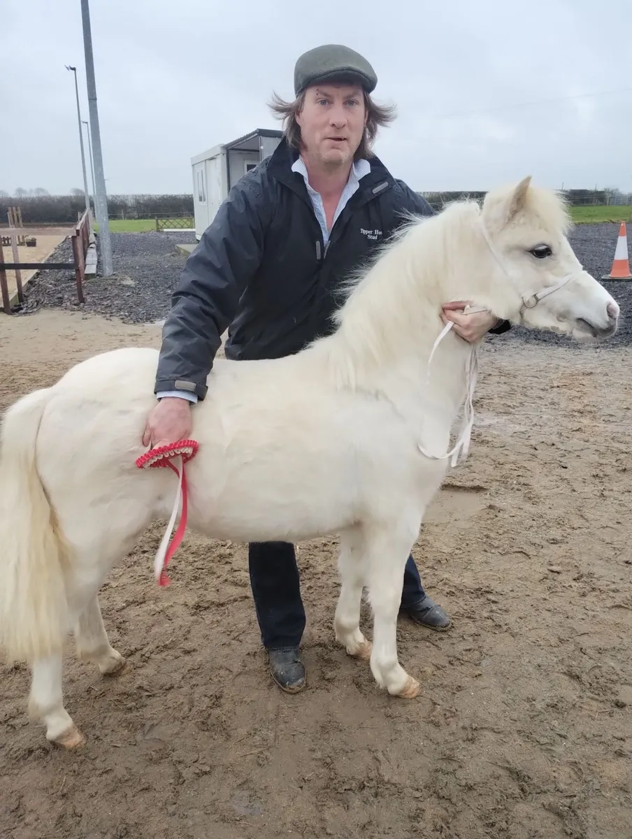 Welsh section A palomino pony - Image 4
