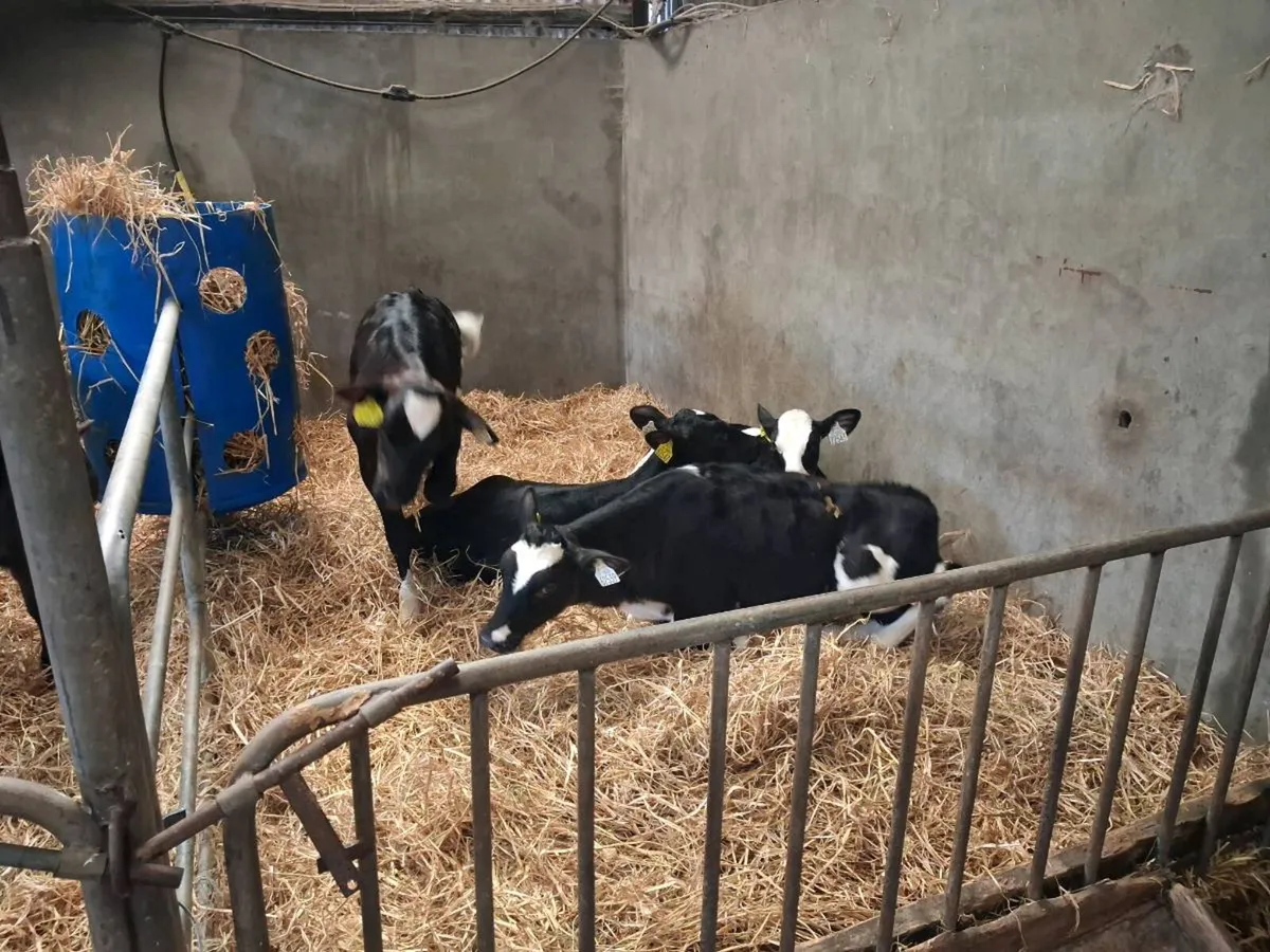 6 Fr heifer calves - Image 2