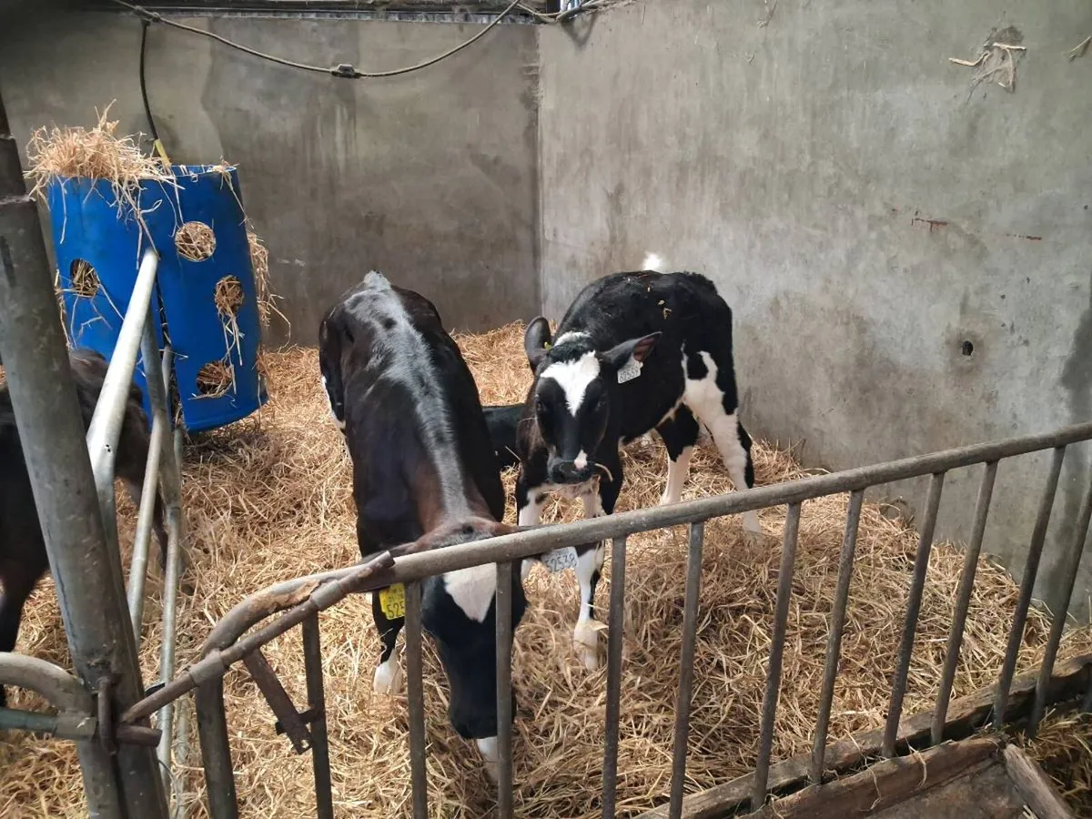6 Fr heifer calves - Image 3