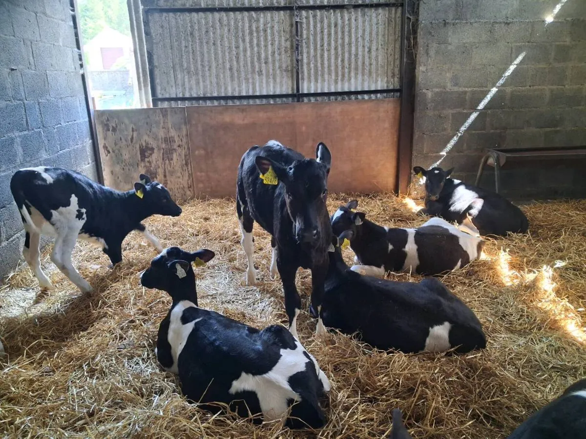 6 Fr heifer calves - Image 1