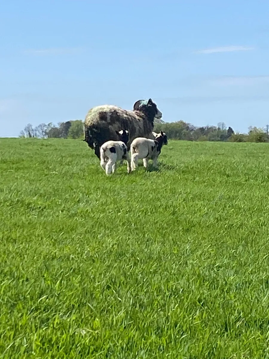 ✅3 Jacob teams price drop ✅ - Image 4