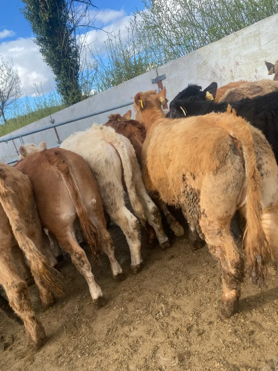 10 super charlaois and limousine heifer weanlings - Image 1