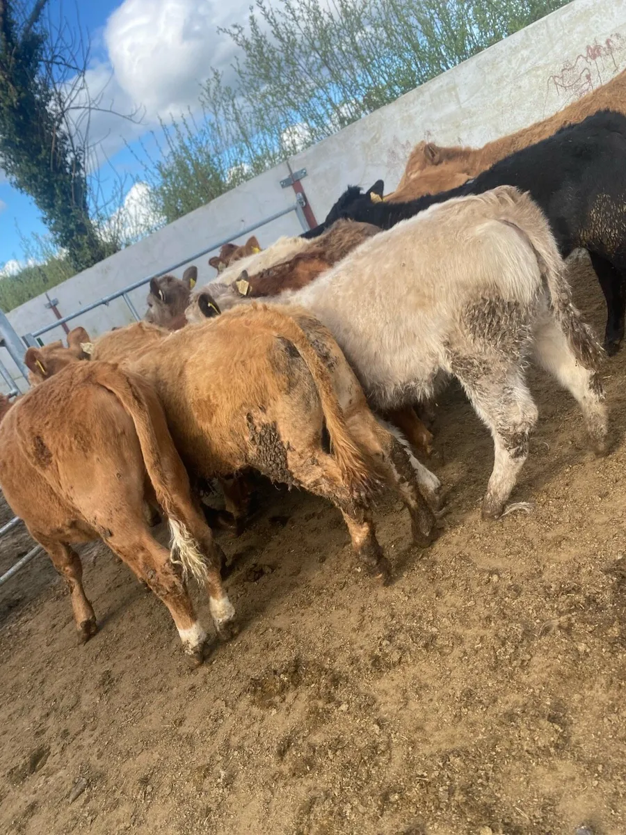 10 super charlaois and limousine heifer weanlings - Image 2