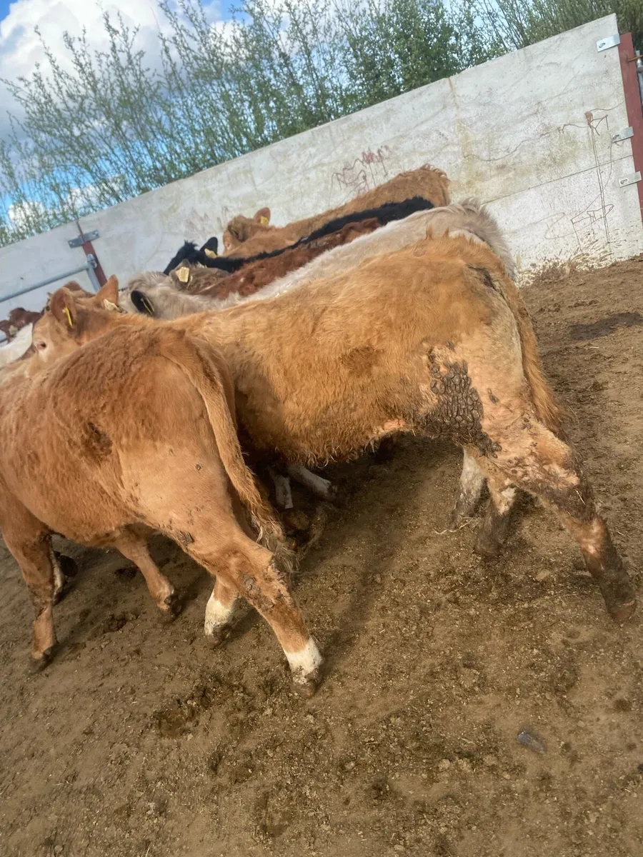 10 super charlaois and limousine heifer weanlings - Image 3