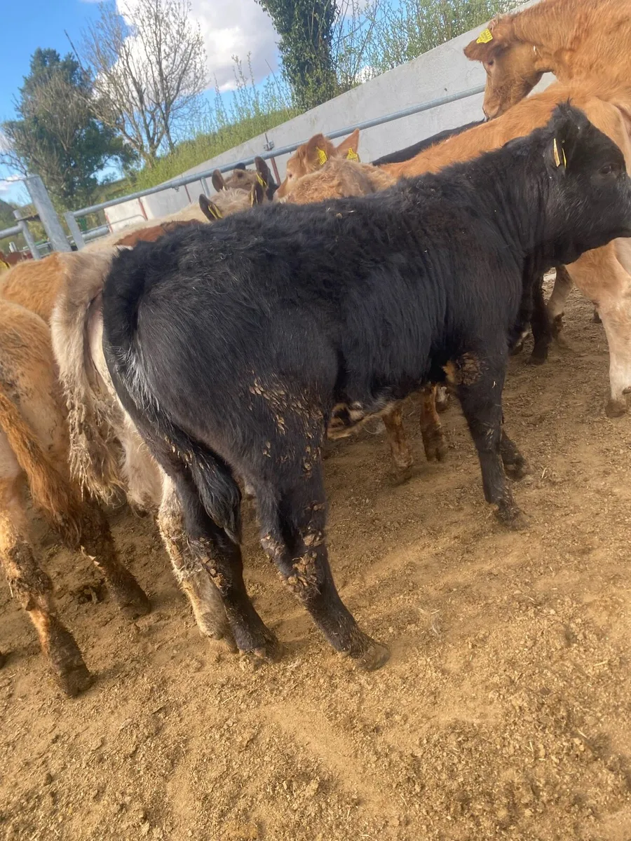 10 super charlaois and limousine heifer weanlings - Image 4