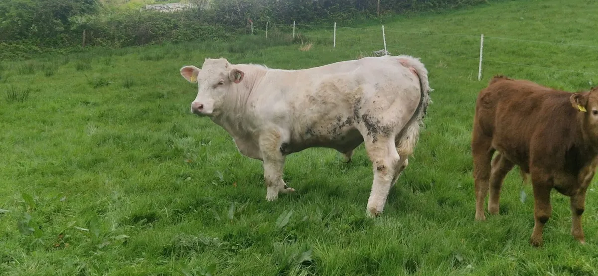 Charolais Bull - Image 2