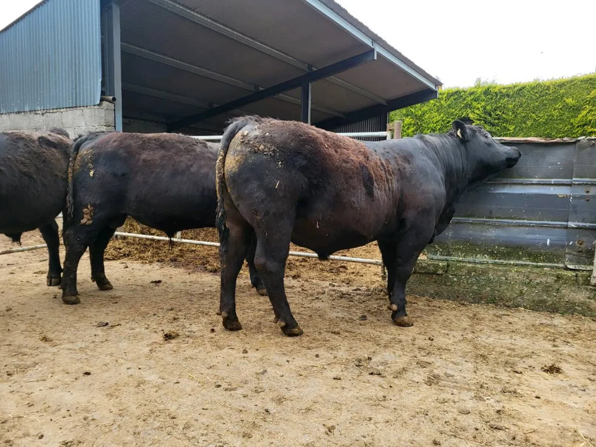 Bulls - Image 2