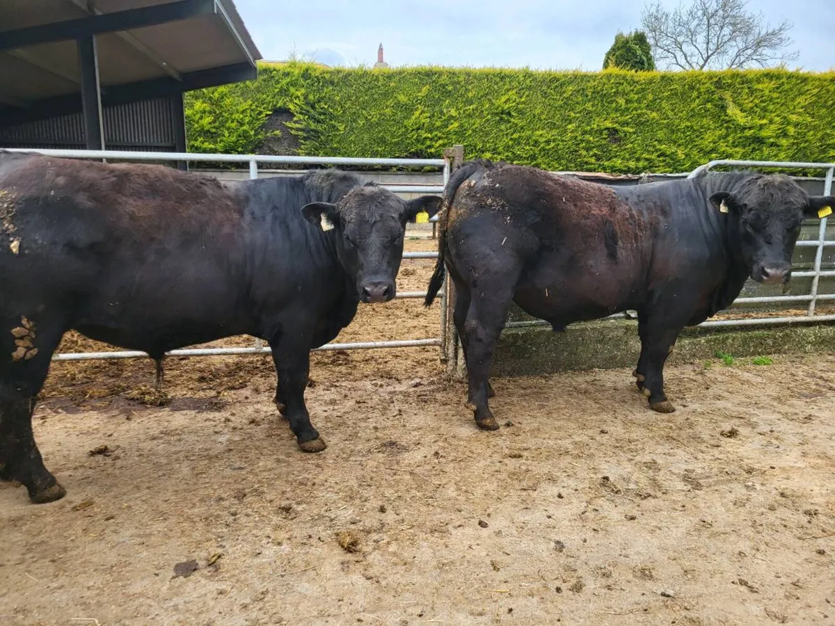 Bulls - Image 3