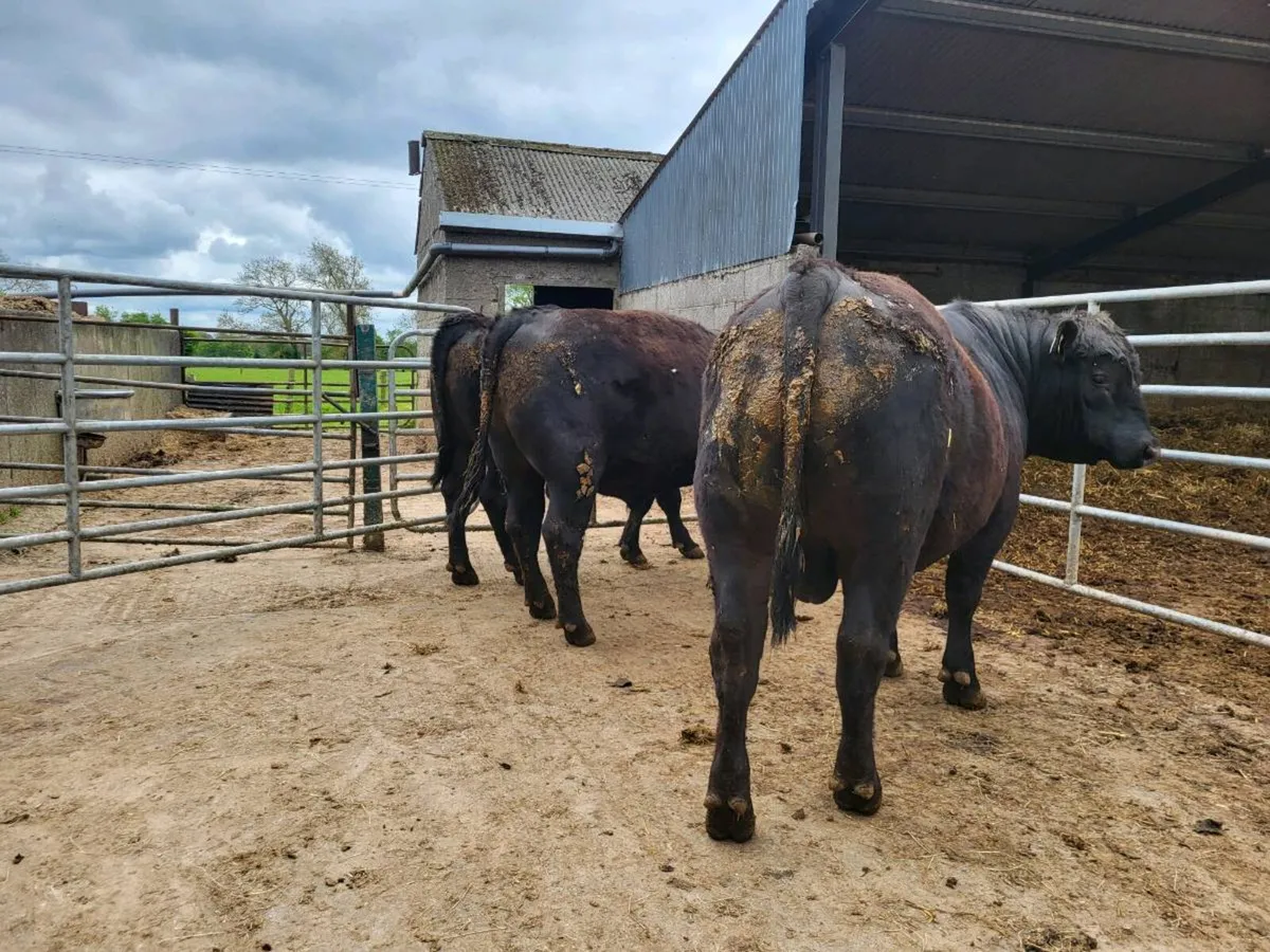 Bulls - Image 4