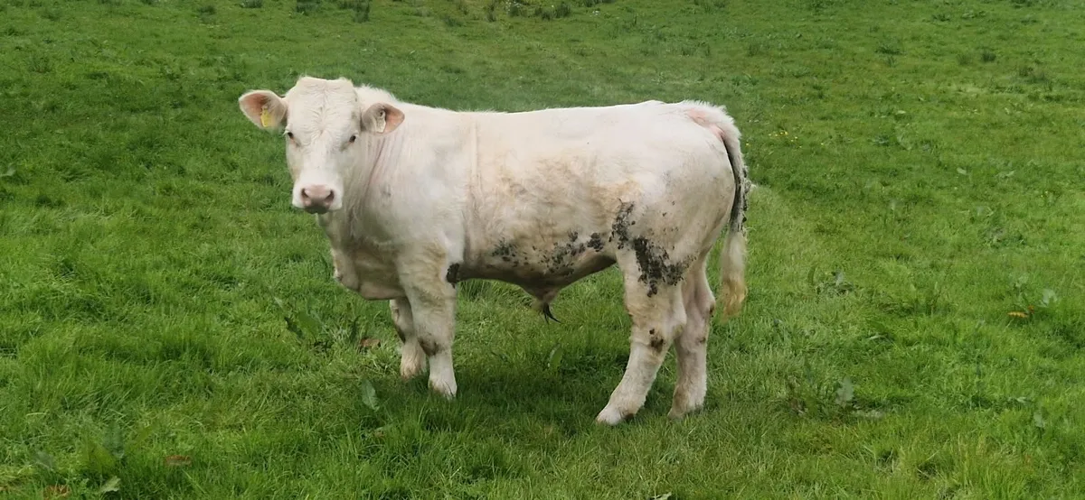 Charolais Bull - Image 1
