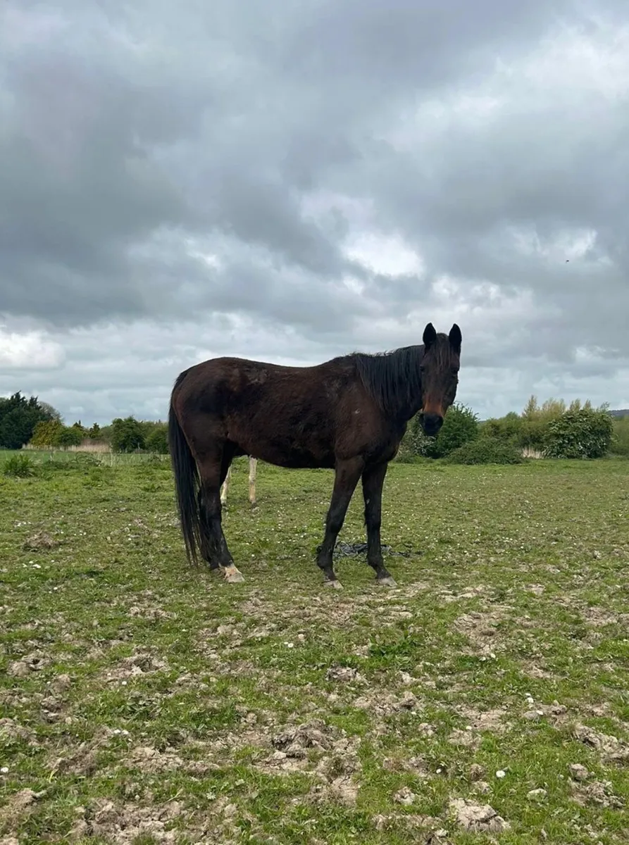 Ladyford phoenix..,Female  ...bay colour  for sale - Image 1