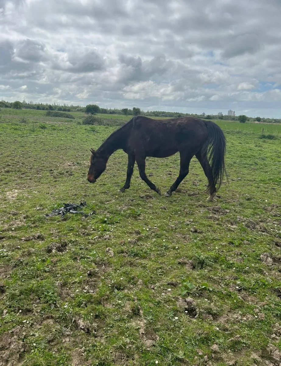 Ladyford phoenix..,Female  ...bay colour  for sale - Image 2