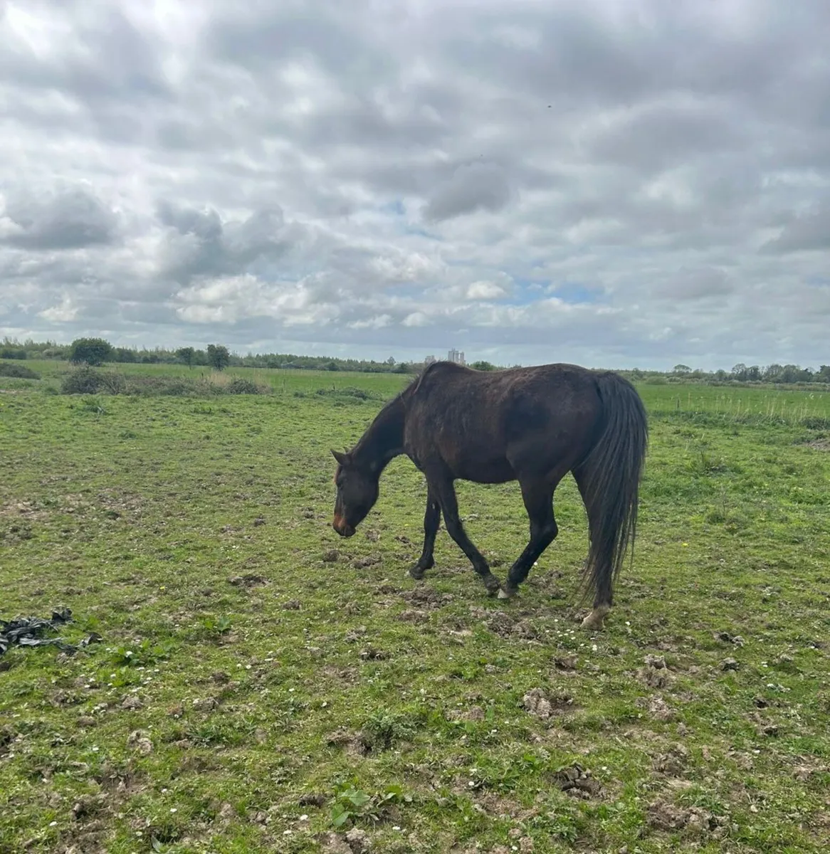 Ladyford phoenix..,Female  ...bay colour  for sale - Image 3