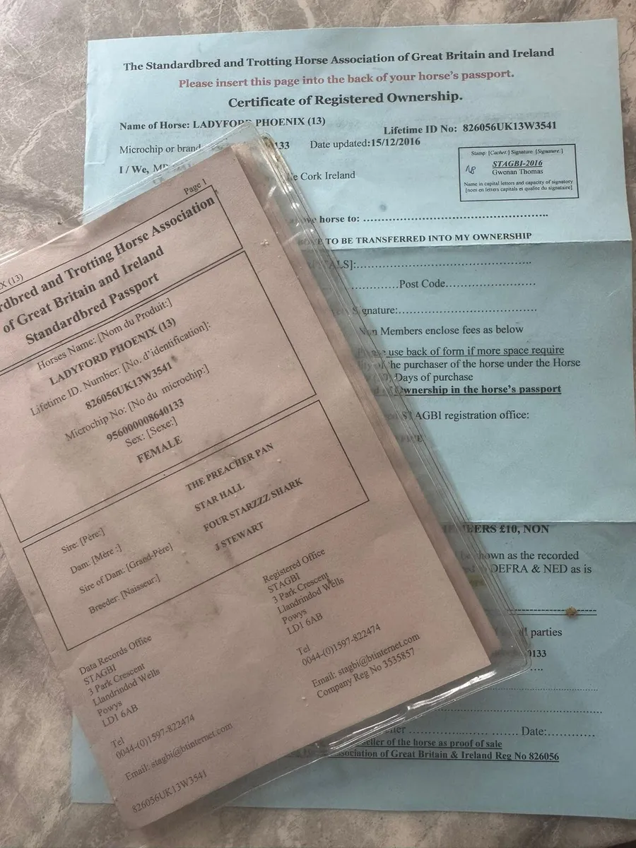 Ladyford phoenix..,Female  ...bay colour  for sale - Image 4