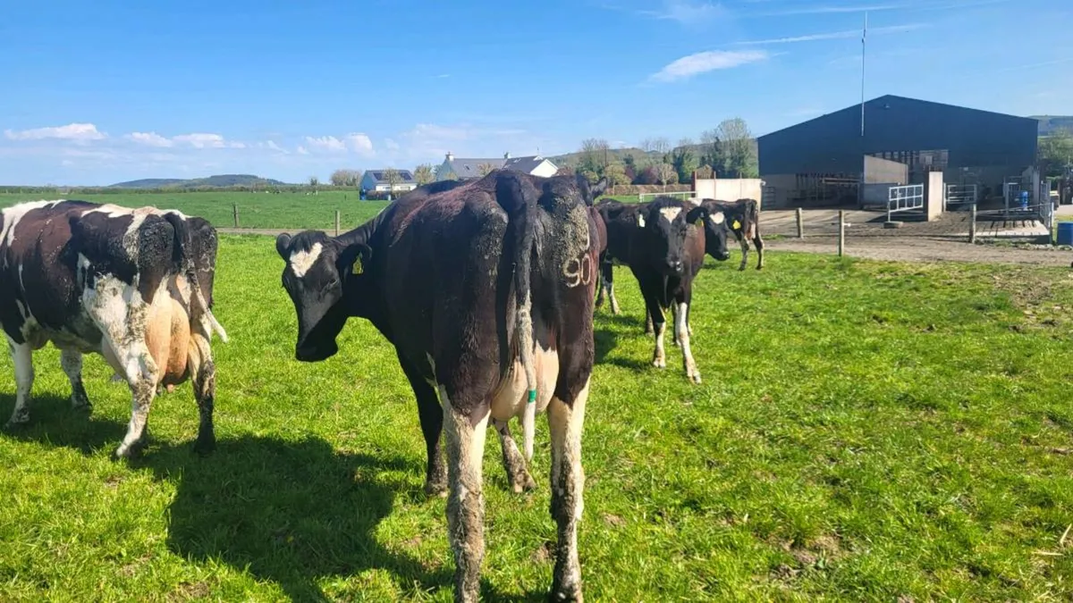 Milking cows. - Image 2