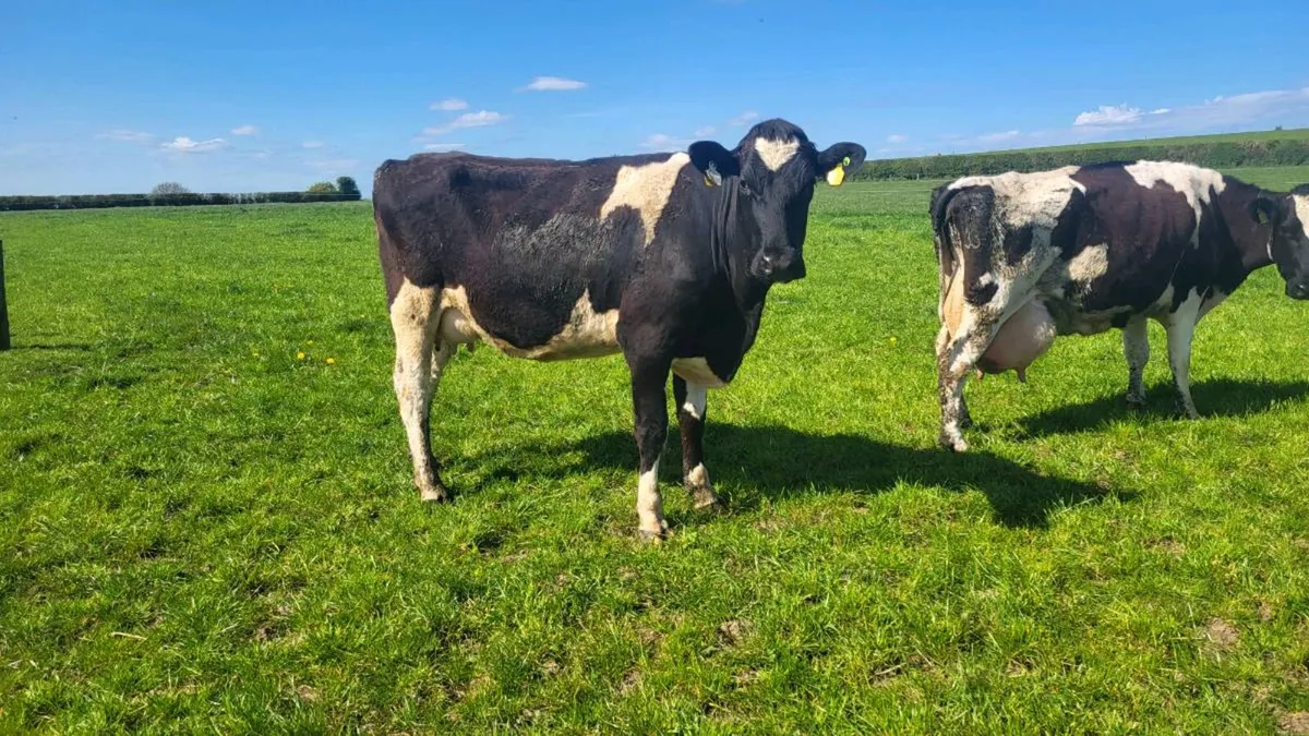 Milking cows. - Image 3