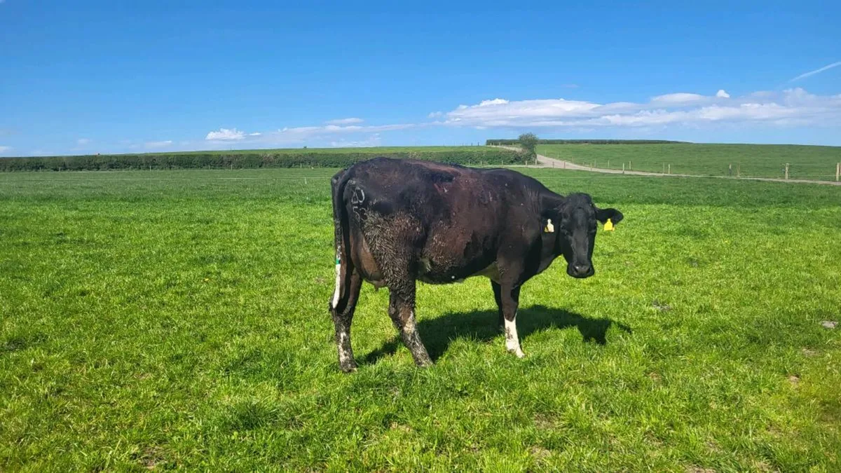 Milking cows. - Image 1
