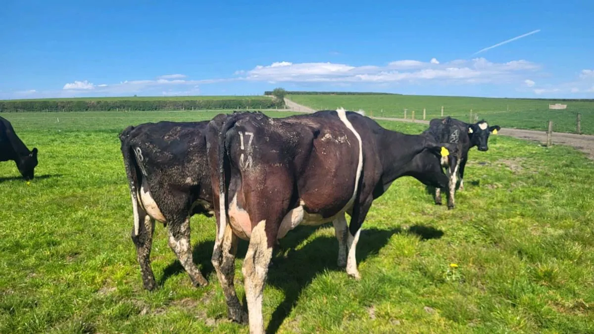 Milking cows. - Image 4