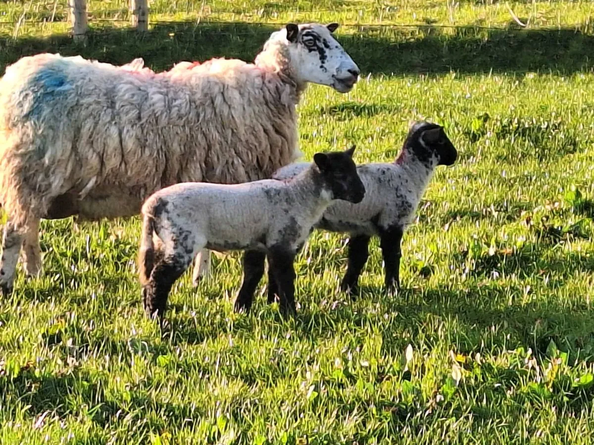 Ewes and lambs. - Image 1