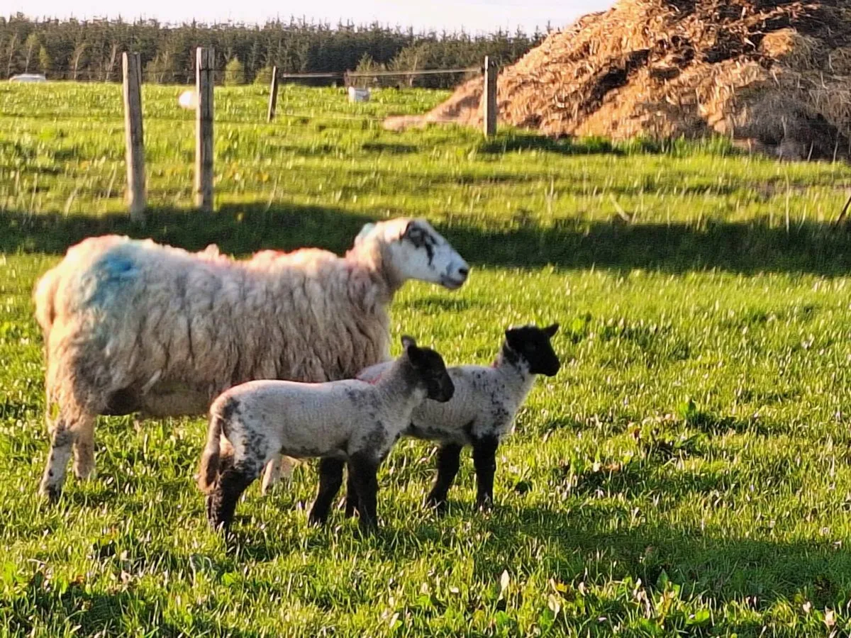 Ewes and lambs. - Image 2