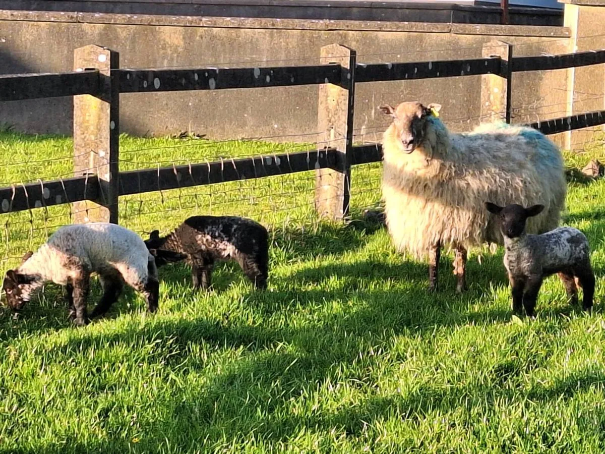 Ewes and lambs. - Image 3