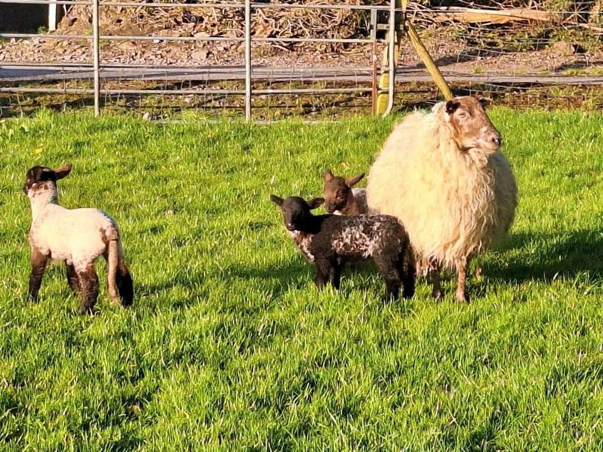 Ewes and lambs. - Image 4