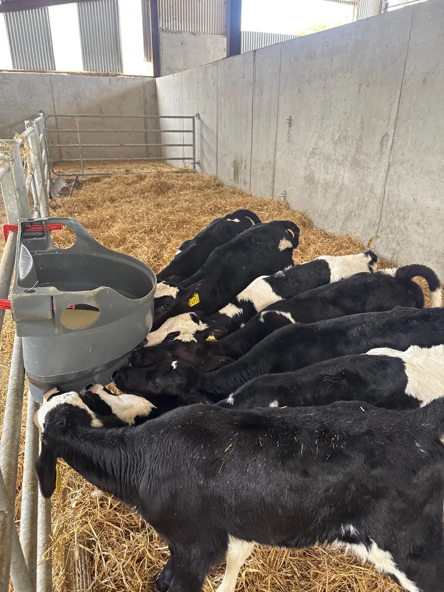 14 heifers - Image 1