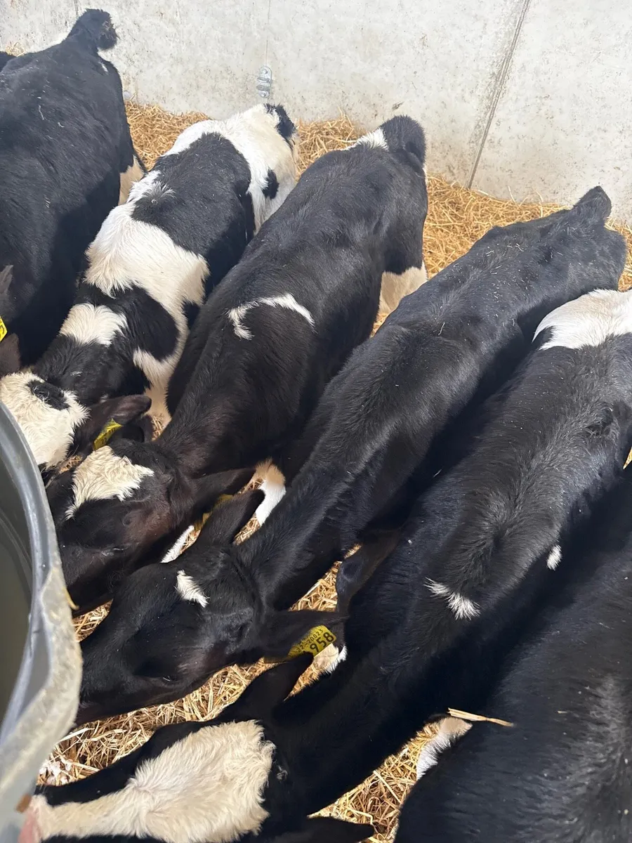 14 heifers - Image 2