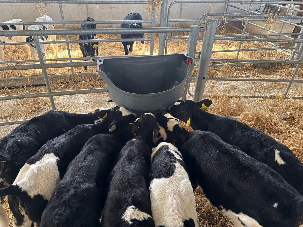 14 heifers - Image 3