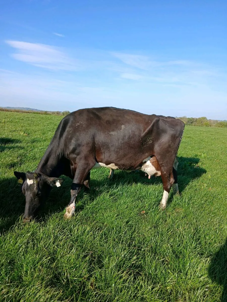 38 milking cows - Image 1