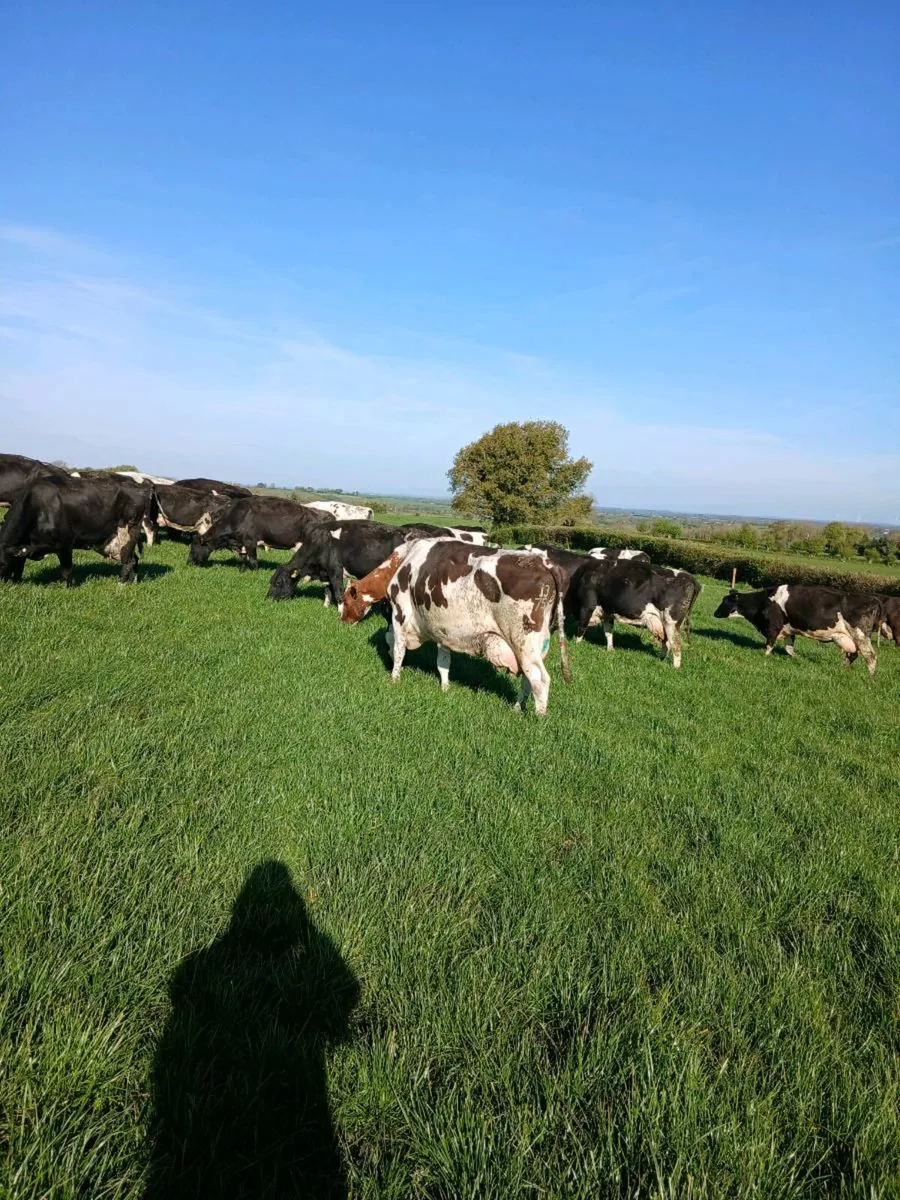 38 milking cows - Image 2