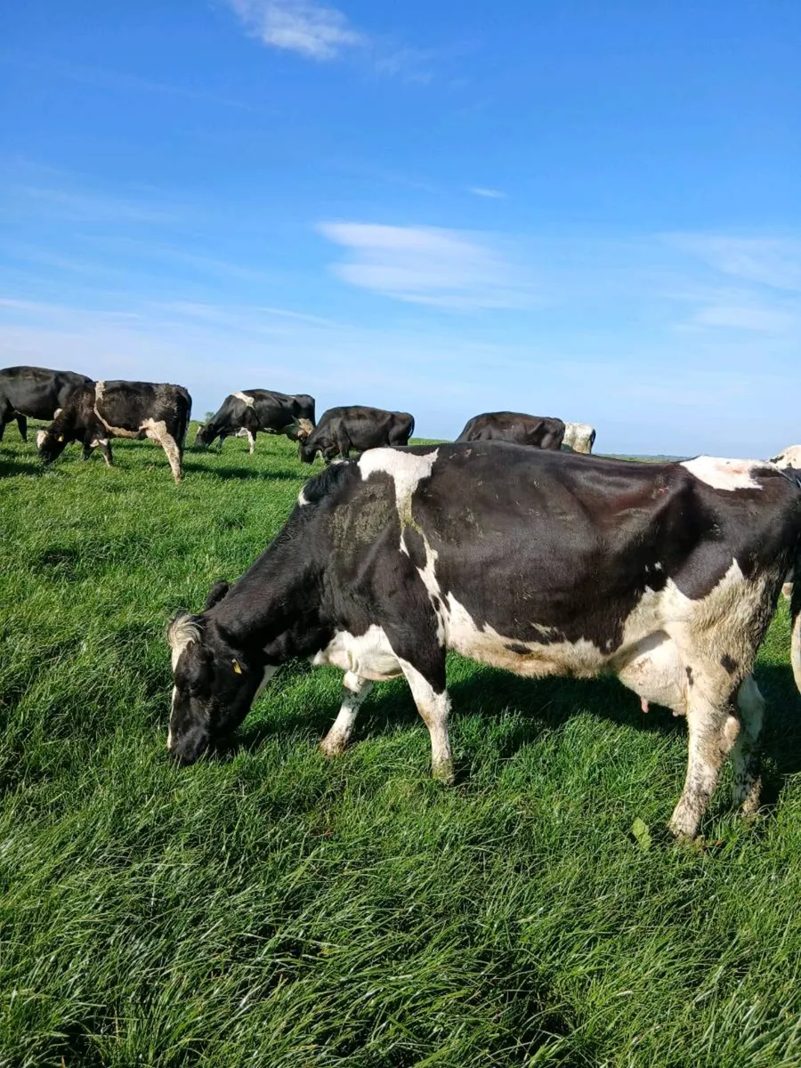 38 milking cows - Image 3