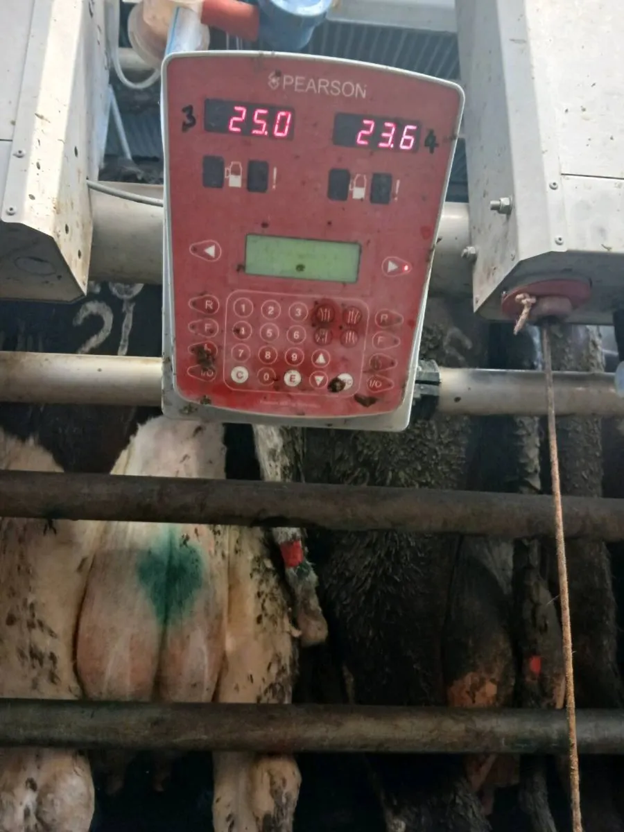 38 milking cows - Image 4