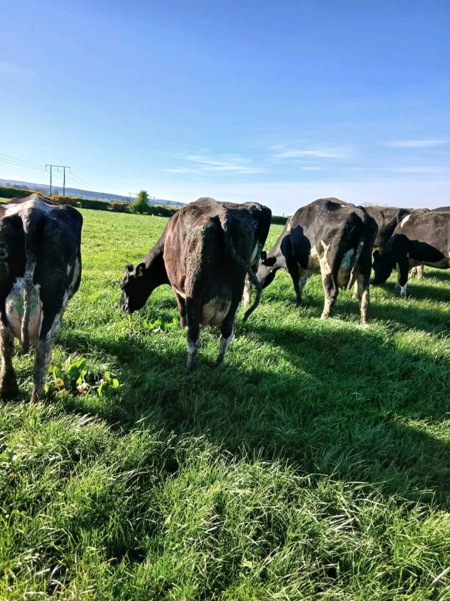 37 milking cows heard reduction - Image 4