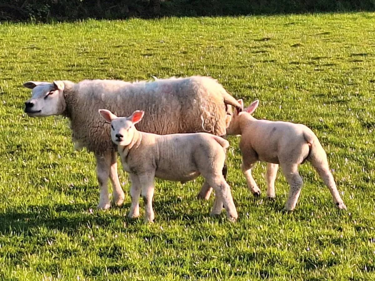 PB Texel ewe and lambs - Image 1